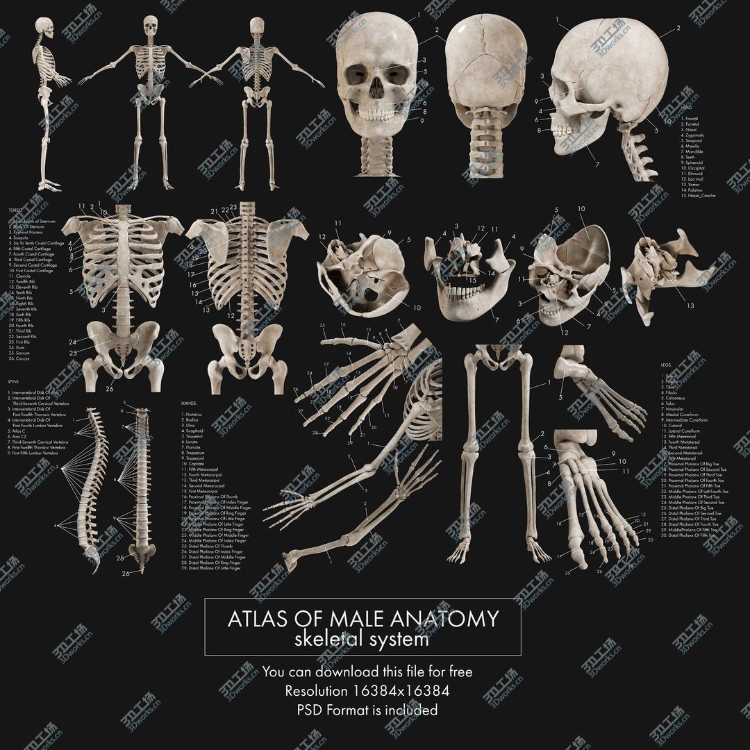 images/goods_img/202104092/Male Skeleton 3D/4.jpg